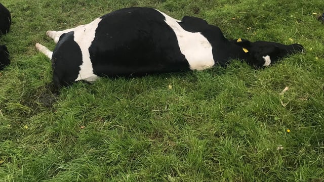Video: Nitrate poisoning claims 11 cattle on reseeded field in Ireland