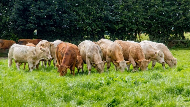 ‘CCC report is nonsense but the NFU has been asleep at the wheel’