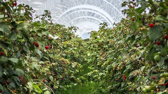 Fruitful result for British farmers as berry exports reach £22.1 million