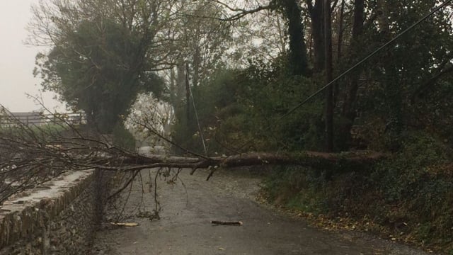 Farmers advised not to carry out emergency tree work themselves