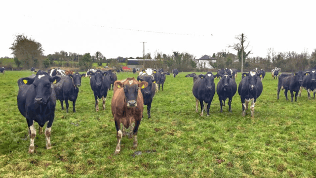How one dairy farmer went from an employee to farm manager and business partner