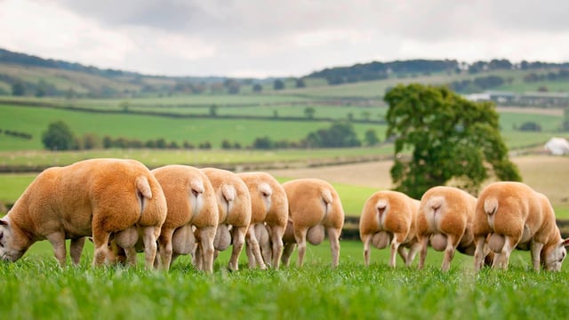 Scottish Texel Club sale prices top at 2,800gns