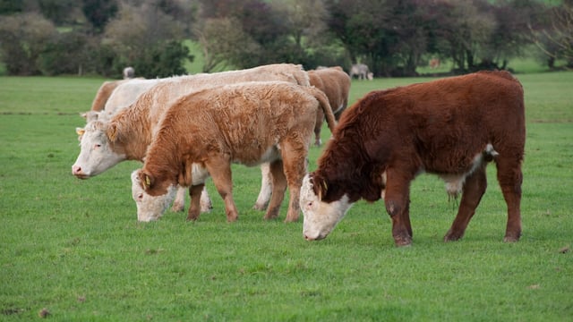 Bayer cuts 12,000 staff as it exits animal health business