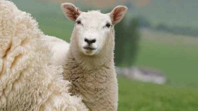 FUW and industry groups draw up new shearing guidelines