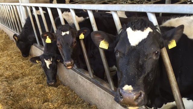 UN General Assembly sees agreement to reduce AMR use