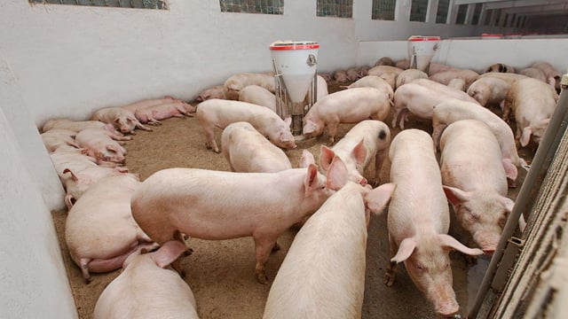 ‘Real Welfare’ improvements on UK pig farms