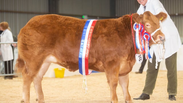 Newcomers and quality lead the way at the Winter Stock Festival