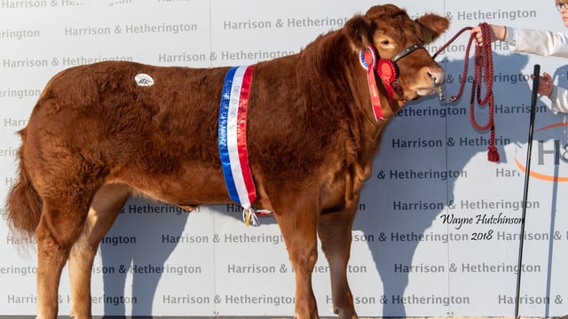 Grahams Nicki leads Red Ladies sale at 20,000gns