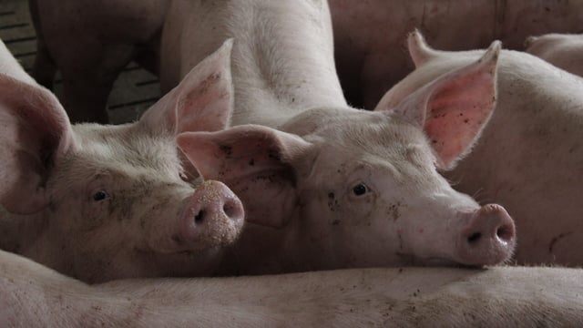UK and Australia join forces in simulated African swine fever exercise