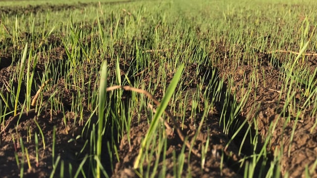 Added reasons to not rush into winter cereal drilling this year