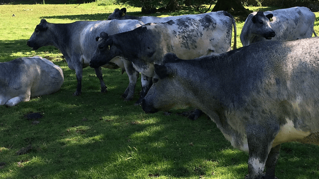 Popular television farmer looking to save rare Albion breed
