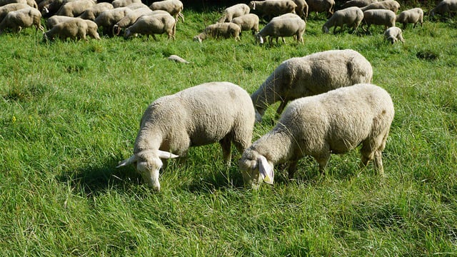 Are your animals showing signs of a selenium deficiency?