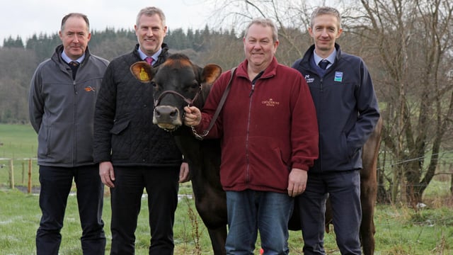 Clandeboye Estate to host Jersey cattle open day