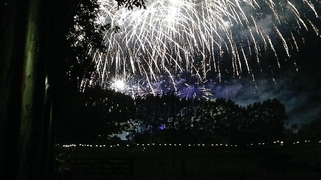 BVA advises pet owners to be prepared for distress from fireworks