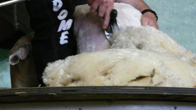 Staffordshire shearer breaks world record by 10 lambs