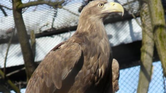 UK government to contribute £4m in funding to fight international wildlife crime