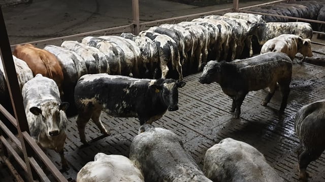Video: Ulster farmer to put 900 heifers ‘on the market’ this Saturday