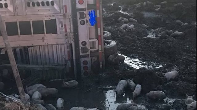 ‘Nearly 3,000 piglets’ loose on US road following lorry crash