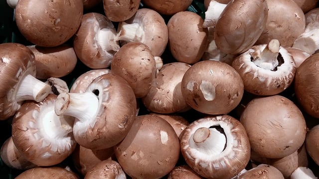 Scheme costing mushroom farmers up to £8000 every 6 months