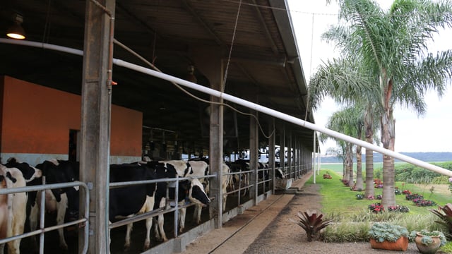 How a pig farmer made a splash into milk with Brazil’s first VMS robots