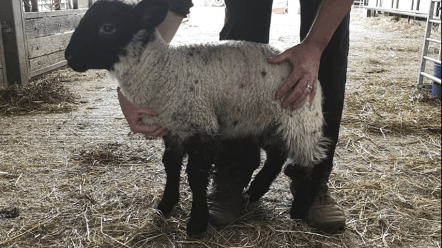 50 lambs stolen from Hampshire farm during night