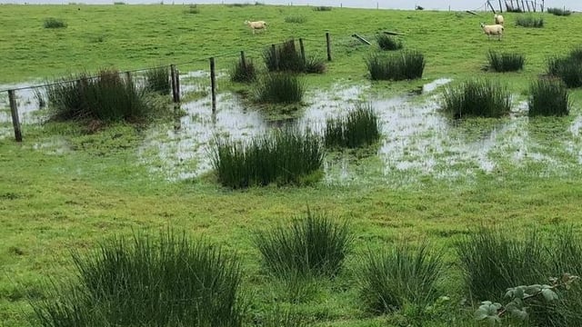 Farmers urged to test for liver fluke, despite lower levels