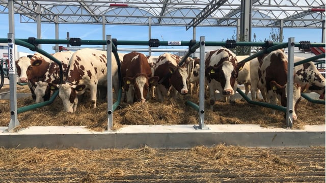 Cows arrive aboard ‘world’s first’ floating farm in Dutch city