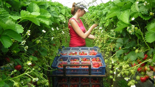 GLBG calls for research support for the horticulture industry
