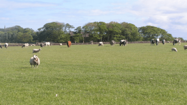 Beef and sheepmeat exports rise in 2019