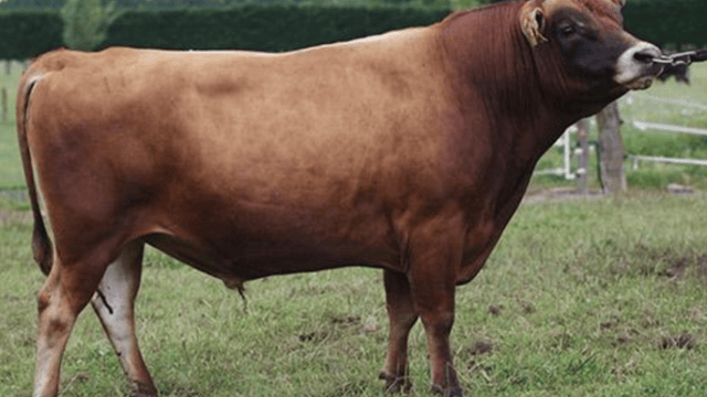 ‘One-of-a-kind’ Jersey bull enters New Zealand Hall of Fame