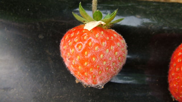 AHDB to transfer royalties to horticulture industry