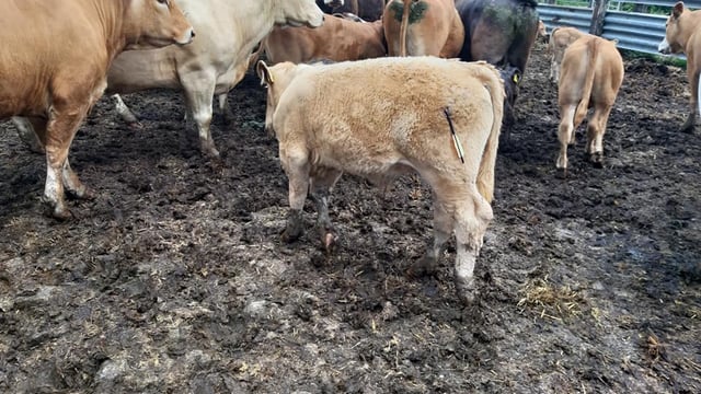 Graphic images: Calves targeted in ‘crossbow attack’