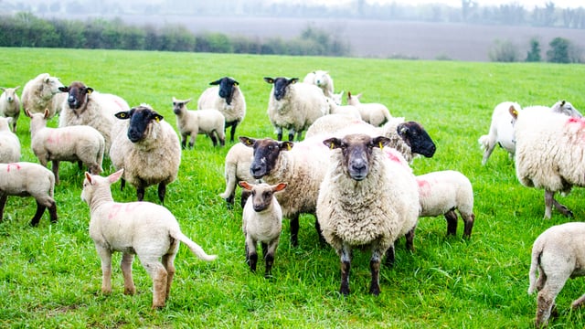 NI awareness event to highlight early symptoms of infectious sheep disease