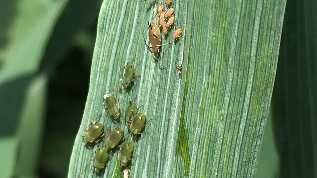 Vigilance key to tackling BYDV post-neonicotinoids
