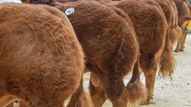 Handler injured by ‘spooked’ bull at Great Yorkshire show