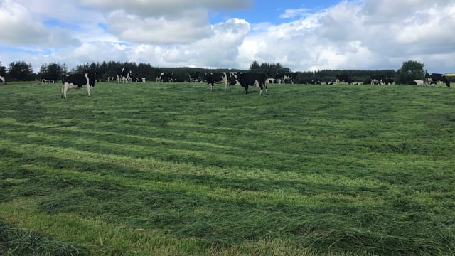 Is pre-mowing paddocks a pointless exercise?