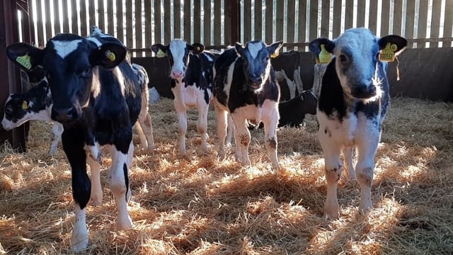 Morrisons opens up beef supply chain to Arla 360 farmers