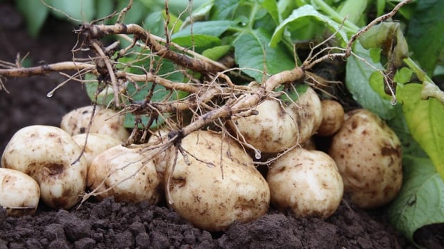 Future of chemistry focus at Potatoes in Practice