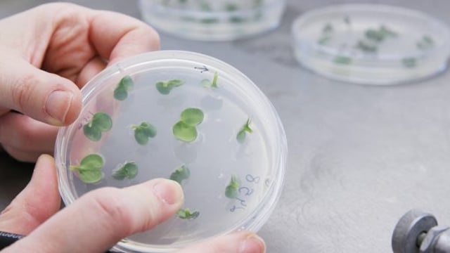 McAleer concerned over UK’s commitment to gene-editing