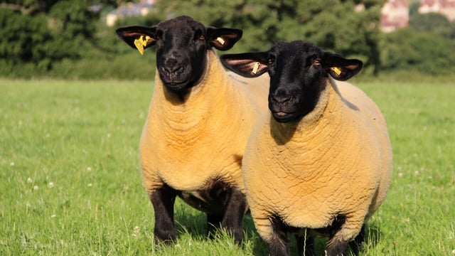 Suffolk Sheep Society: 125 years of breeding excellence for Irish farmers
