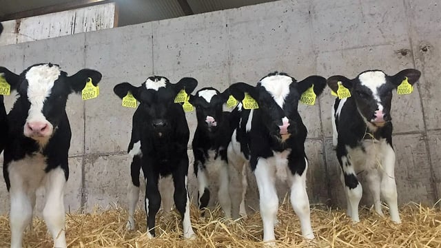 Beef and dairy producers should prioritise minerals – Rumenco