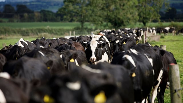 UK’s less intensive dairy in good place to benefit from new EU deal