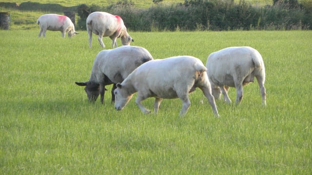 HSE calls on farmers to keep visitors safe ahead of Open Farm Sunday