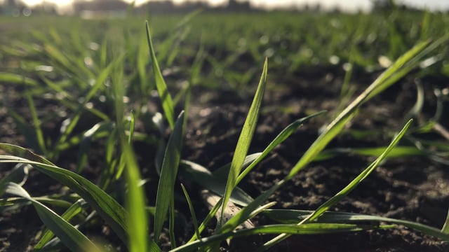 LST and Zenith Nurseries to develop ‘industry first’ lighting and sensor solution