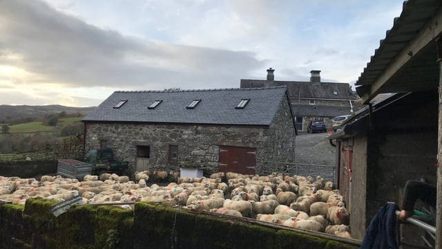 HCC welcomes 22 new farms to the Hill Ram Scheme