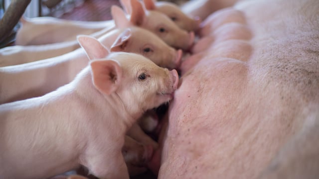 Online course aims to raise awareness of livestock production issues