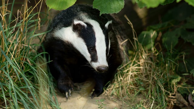 NFU Scotland urges members to take part in badger survey