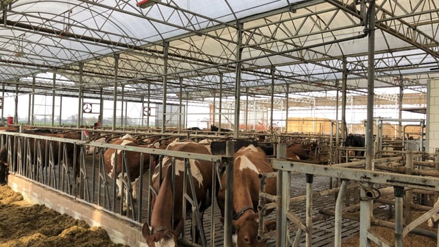 Dairy throwback: Keeping labour to a minimum and automation to a maximum