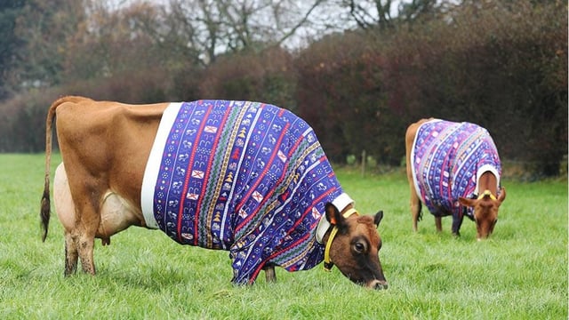 Video: Jovial Jerseys in jumpers the star attractions in festive footage