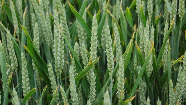 NFU teams up with Drax Group to develop energy crops
